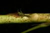 image of Dendropanax xalapensis