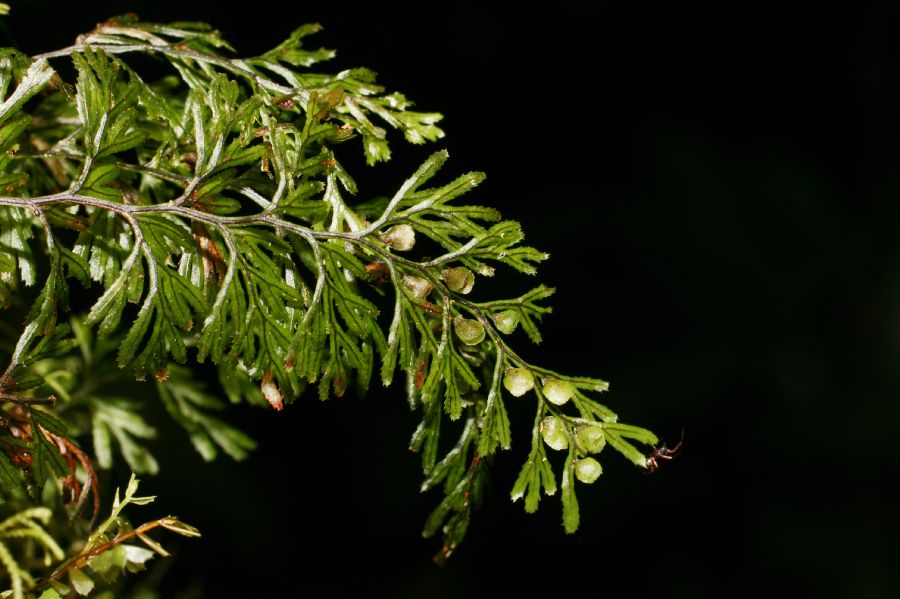 Hymenophyllaceae Hymenophyllum tunbridgense