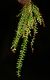 image of Lellingeria suspensa