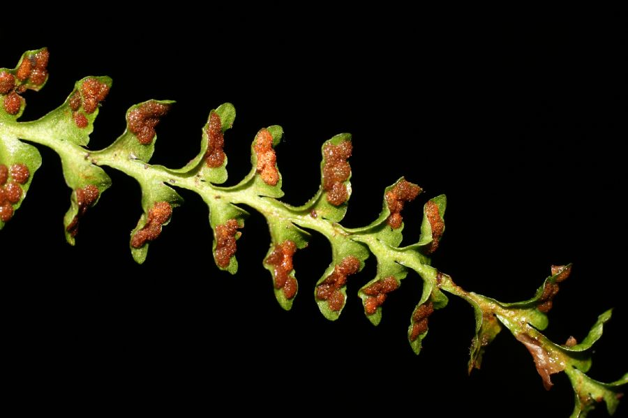Grammitidaceae Lellingeria suspensa