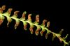 image of Lellingeria suspensa