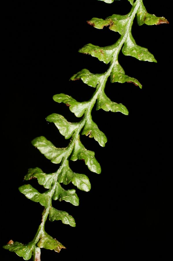 Grammitidaceae Lellingeria suspensa