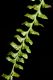 image of Lellingeria suspensa
