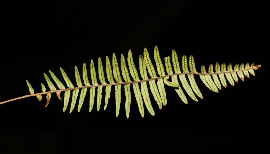 Grammitidaceae Melpomene firma