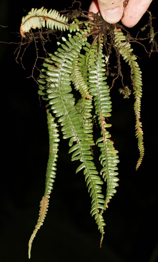 Grammitidaceae Melpomene xiphopteroides