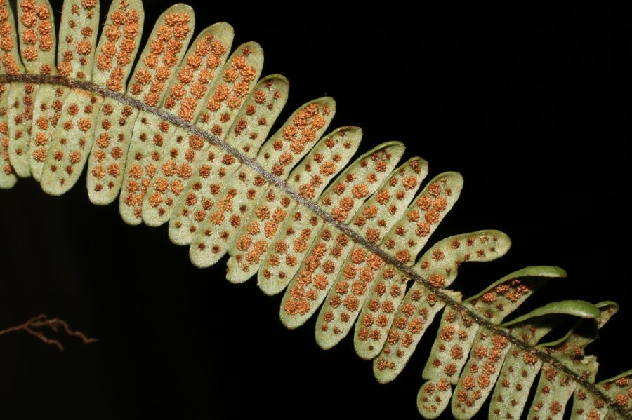Grammitidaceae Melpomene xiphopteroides