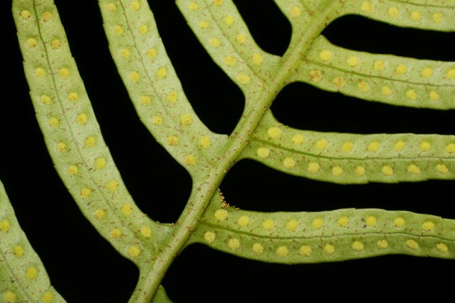 Polypodiaceae Pleopeltis montigena