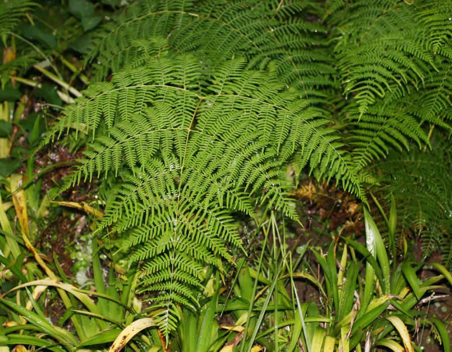 Dennstaedtiaceae Pteridium pseudocaudatum