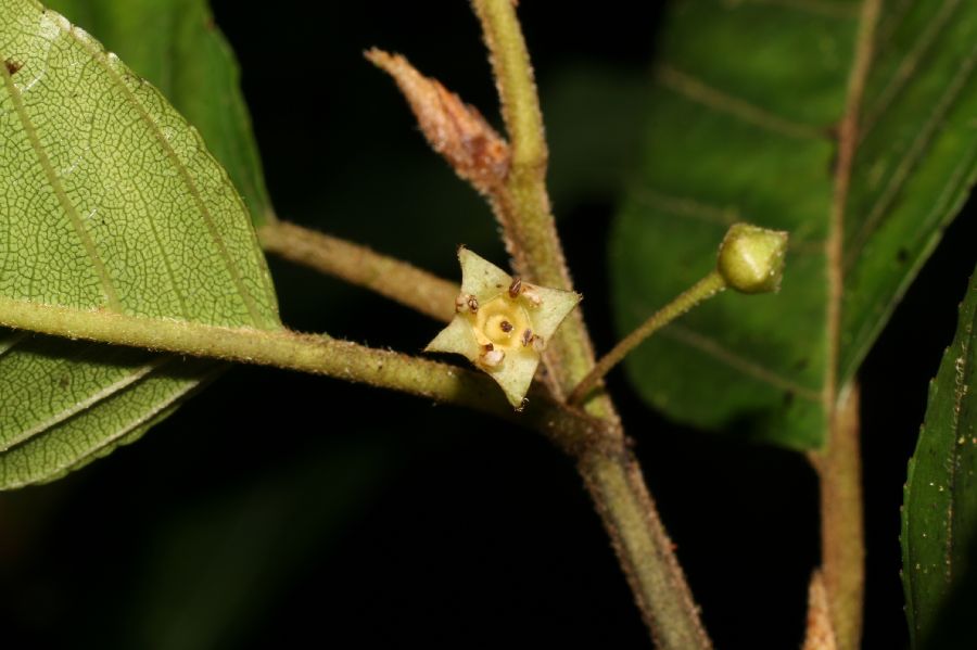 Rhamnaceae Rhamnus 