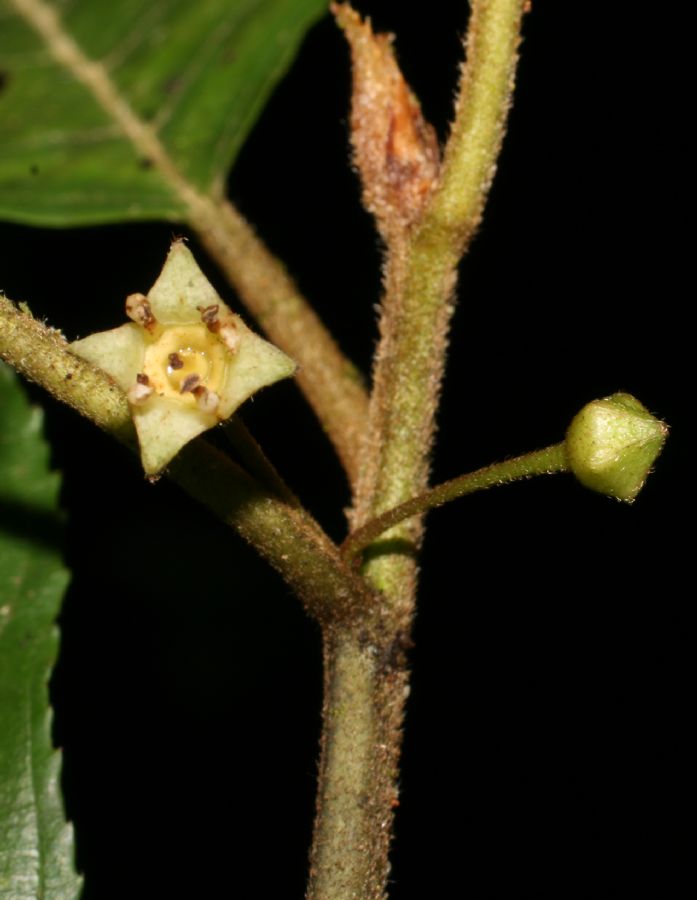 Rhamnaceae Rhamnus 