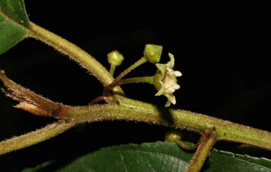 Rhamnaceae Rhamnus 