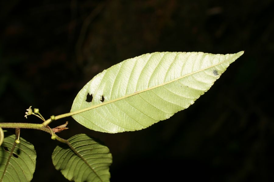 Rhamnaceae Rhamnus 