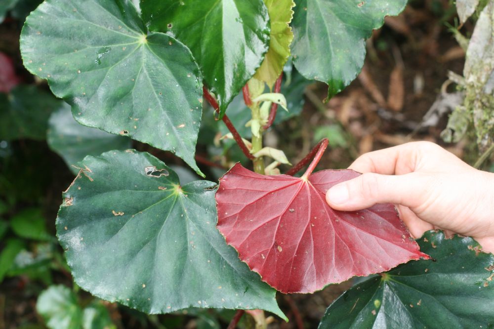 Begoniaceae Begonia multinerva