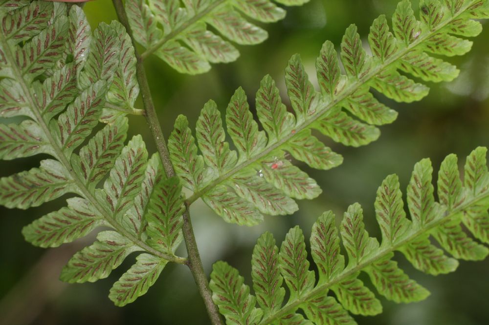 Athyriaceae Diplazium subsylvaticum