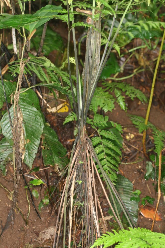 Athyriaceae Diplazium subsylvaticum