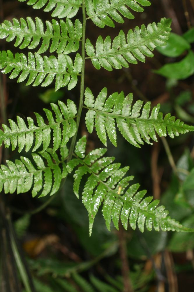 Athyriaceae Diplazium subsylvaticum