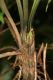 image of Diplazium subsylvaticum