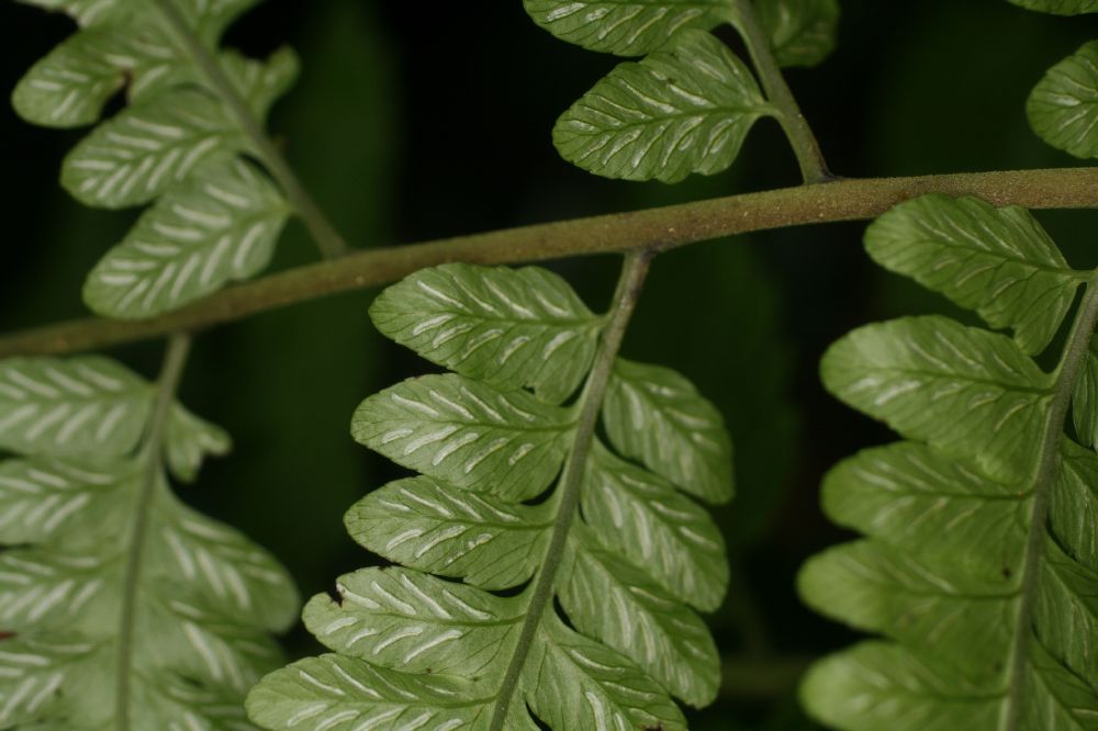 Athyriaceae Diplazium subsylvaticum