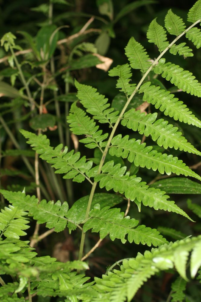 Athyriaceae Diplazium subsylvaticum