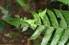 image of Diplazium urticifolium