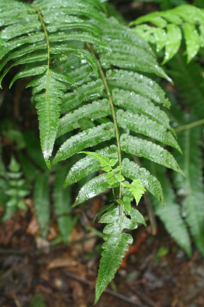 Athyriaceae Diplazium urticifolium