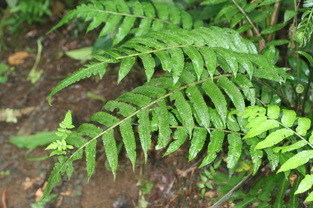 Athyriaceae Diplazium urticifolium