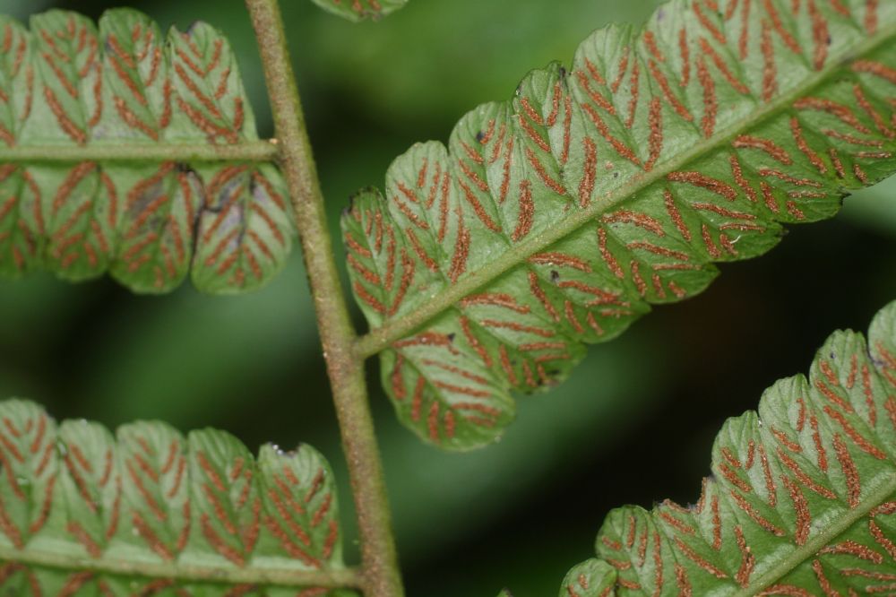 Athyriaceae Diplazium urticifolium
