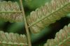 image of Diplazium urticifolium