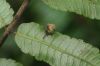 image of Diplazium urticifolium