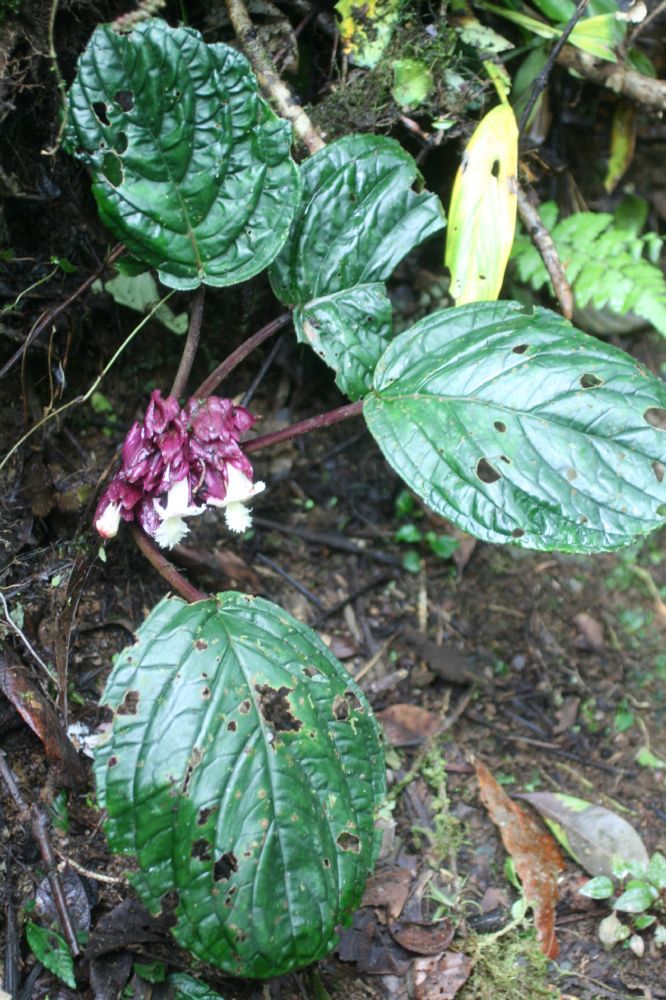 Gesneriaceae Drymonia turrialbae