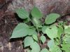 image of Acalypha alopecuroides