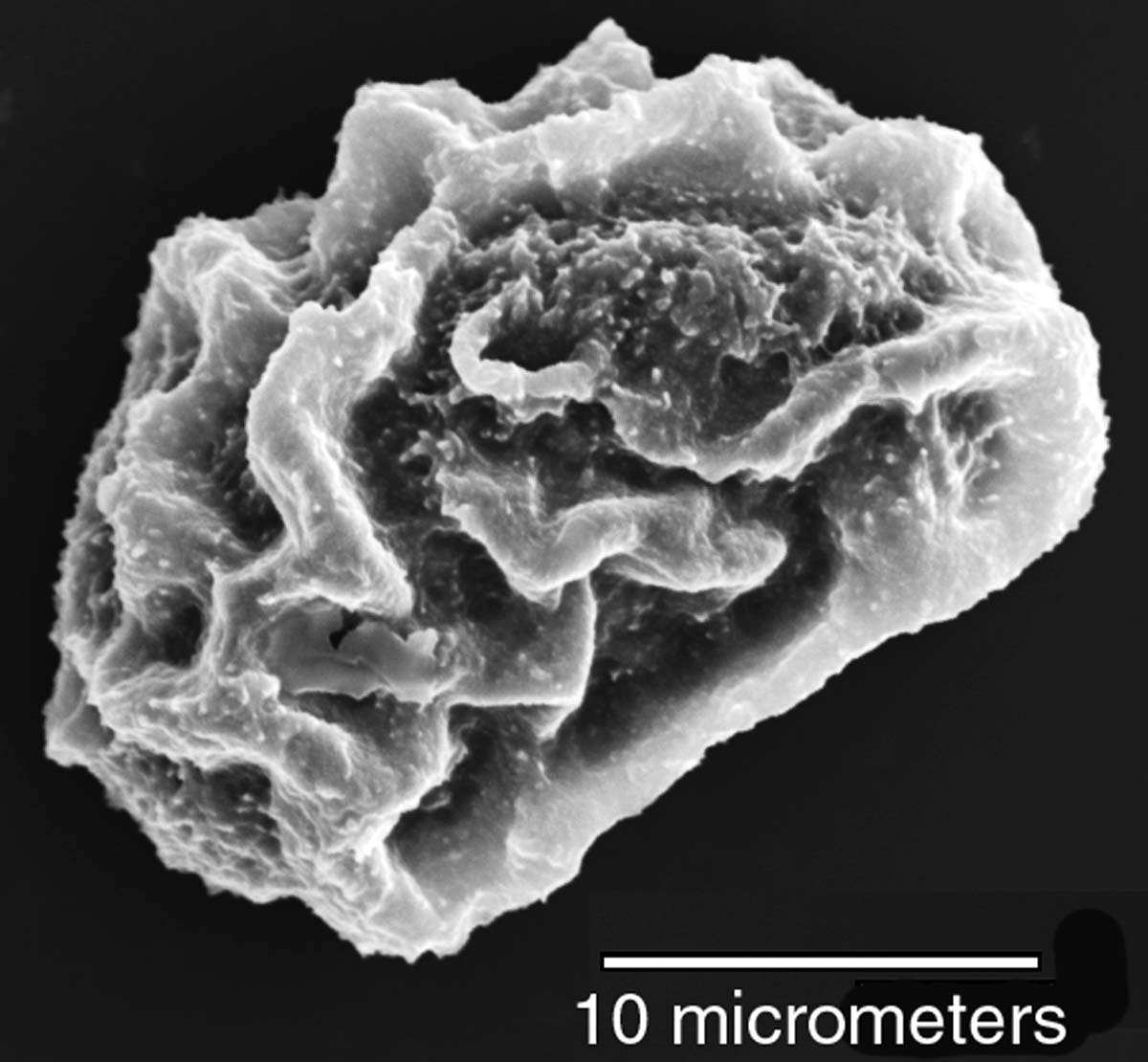 Dryopteridaceae Elaphoglossum crinitum