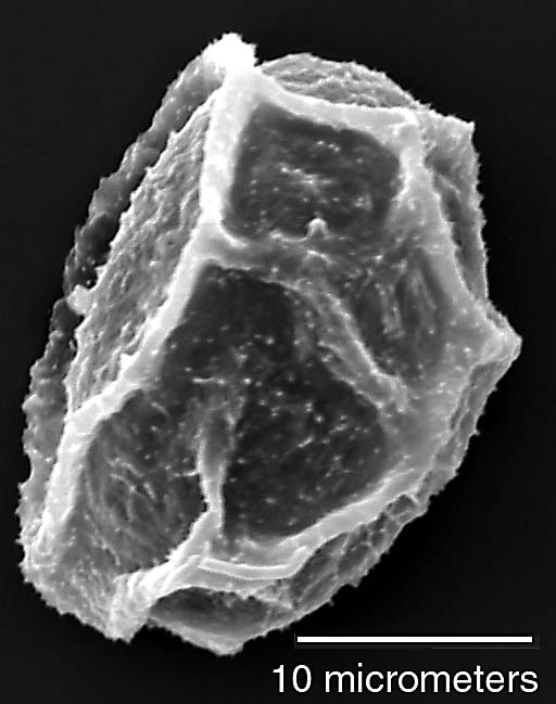 Dryopteridaceae Elaphoglossum cubense