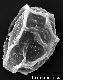 image of Elaphoglossum cubense