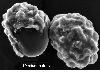 image of Elaphoglossum cuspidatum