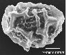 image of Elaphoglossum deckenii