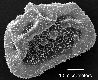 image of Elaphoglossum blepharis