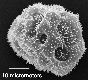 image of Elaphoglossum doanense