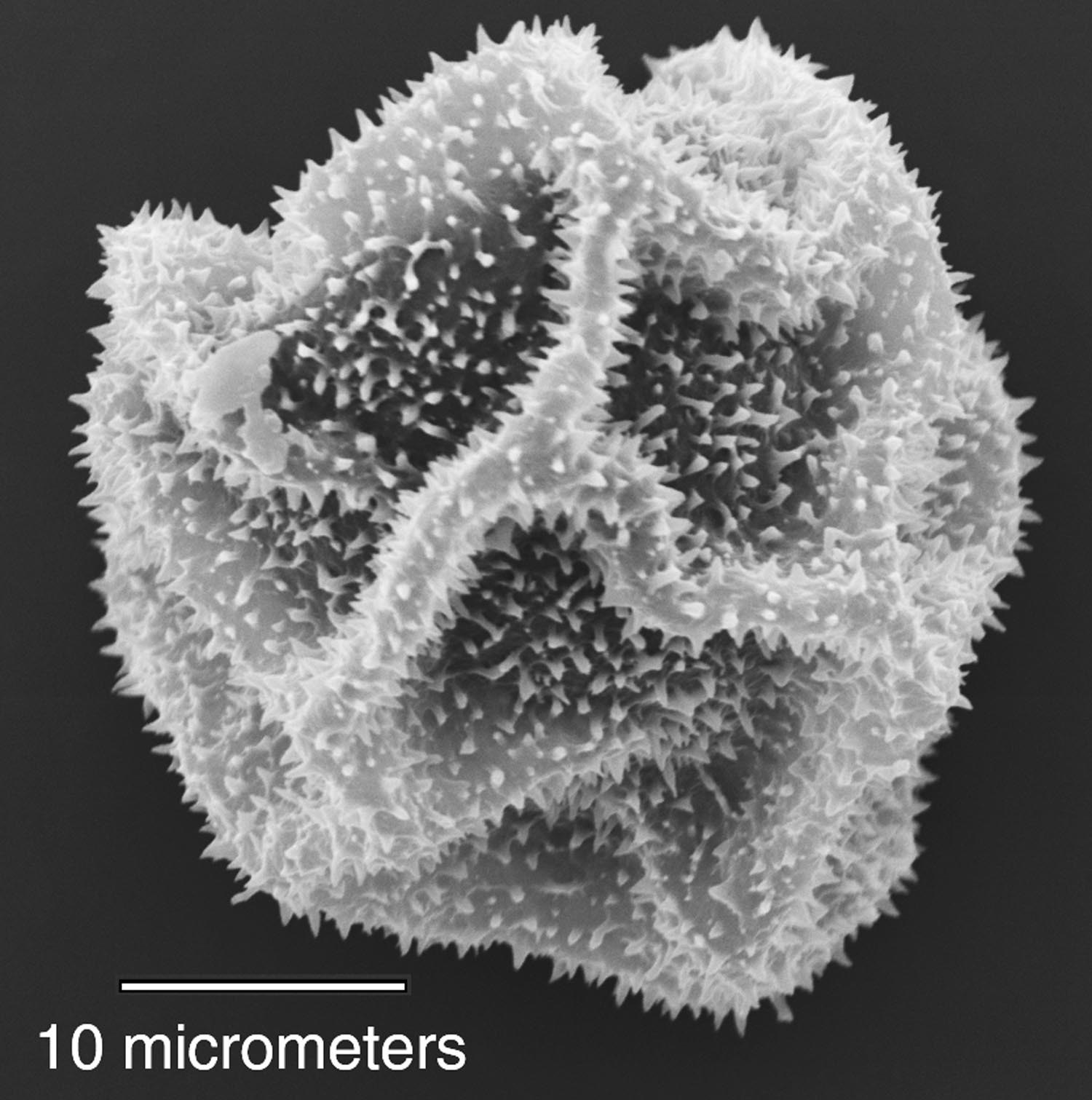 Dryopteridaceae Elaphoglossum ciliatum