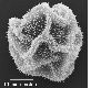 image of Elaphoglossum ciliatum