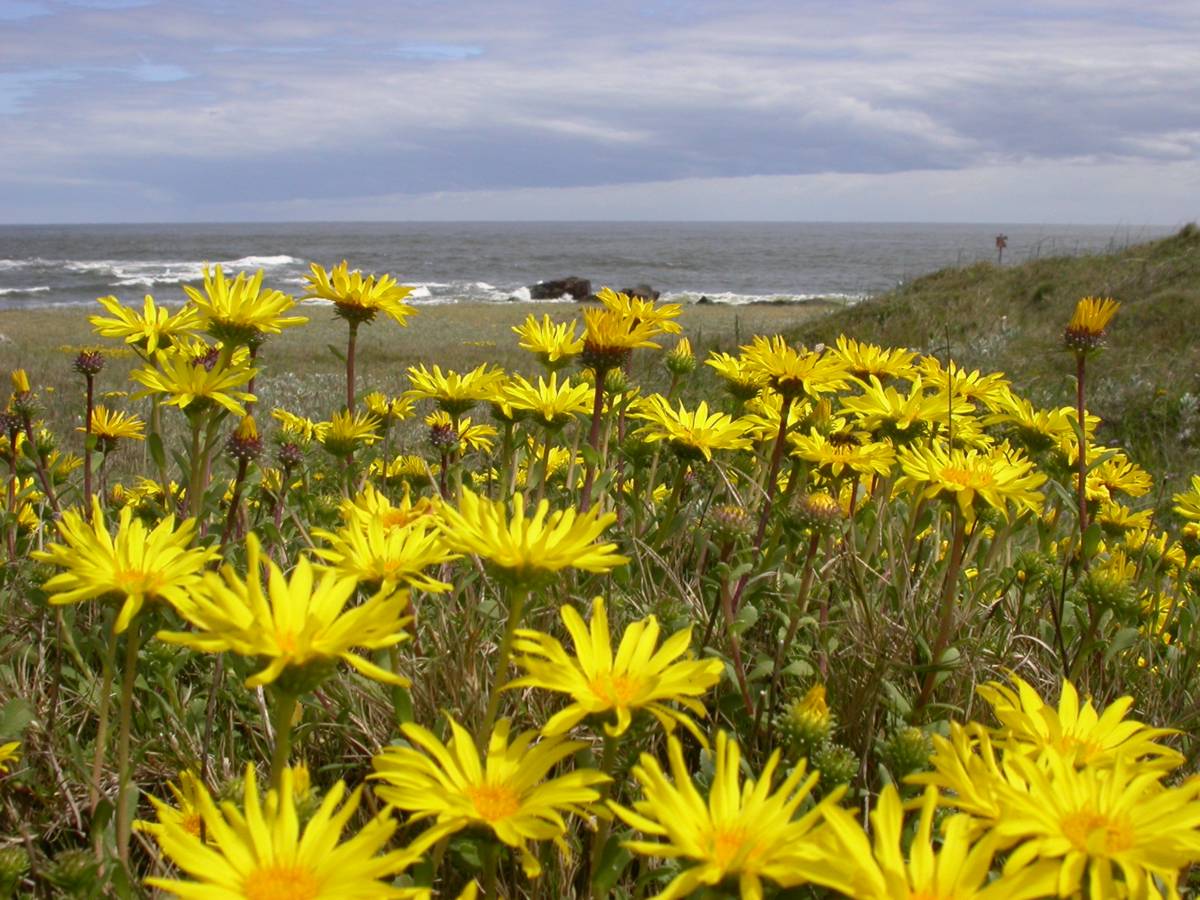 Asteraceae Grindelia orientalis
