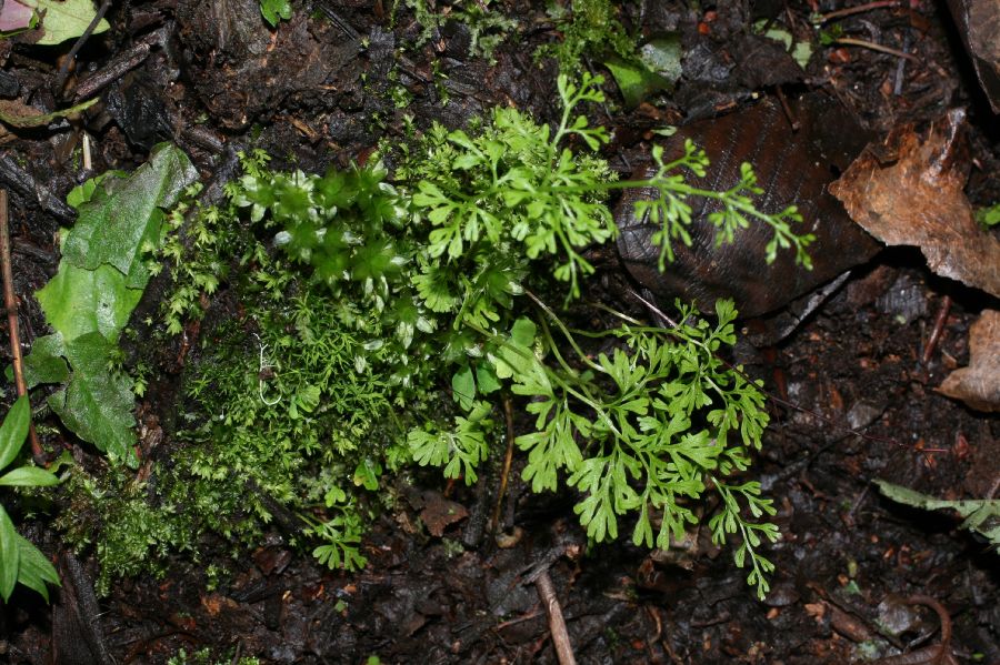 Pteridaceae Anogramma leptophylla