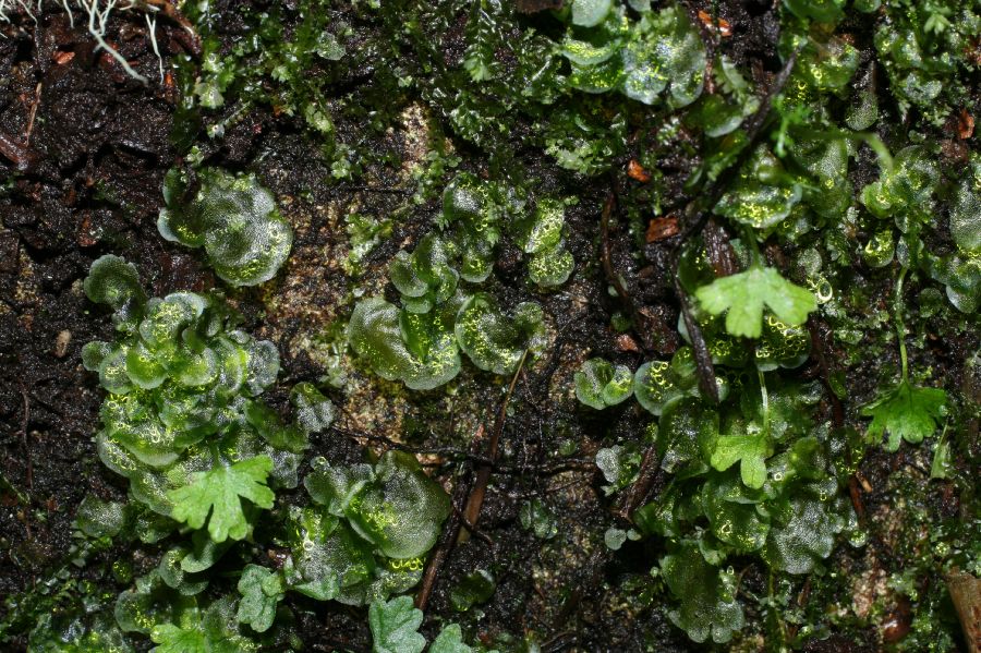 Pteridaceae Anogramma leptophylla