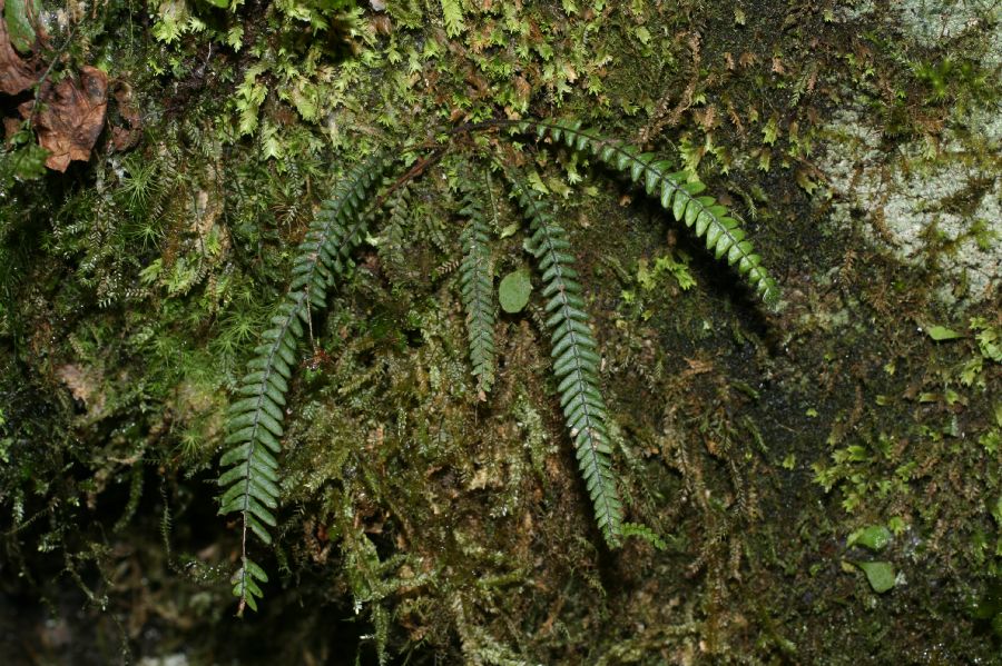 Grammitidaceae Melpomene pilosissima