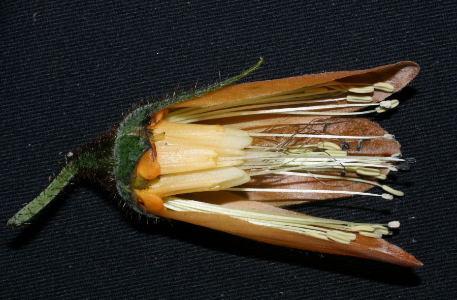 Loasaceae Mentzelia 