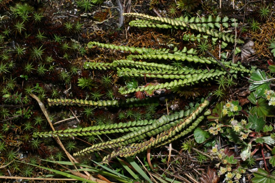 Aspleniaceae Asplenium castaneum
