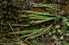 image of Asplenium castaneum