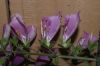 image of Digitalis purpurea