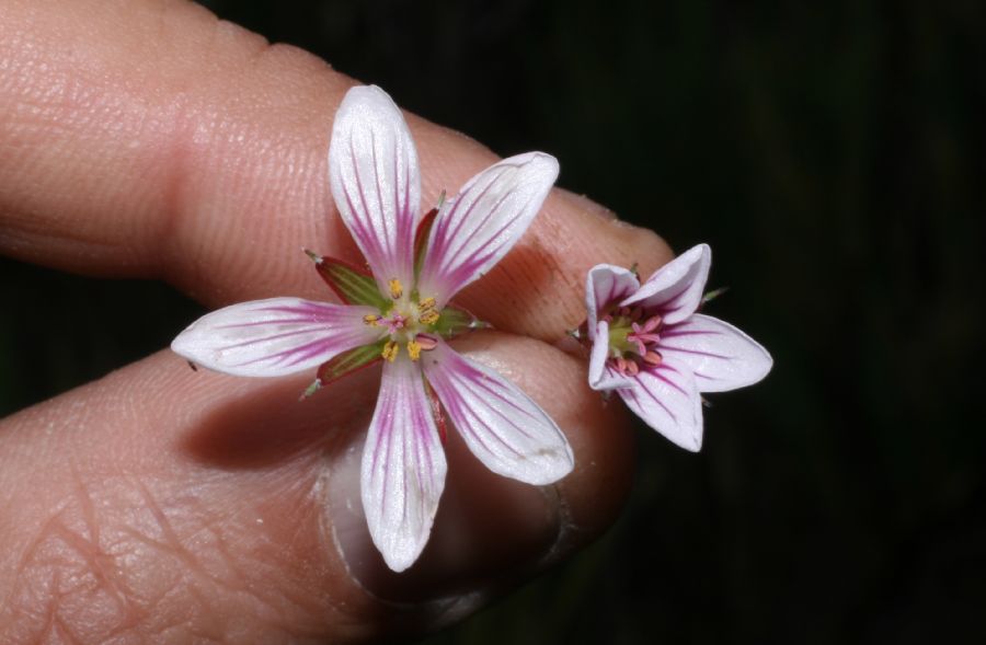 Geraniaceae Geranium costaricense