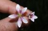 image of Geranium costaricense